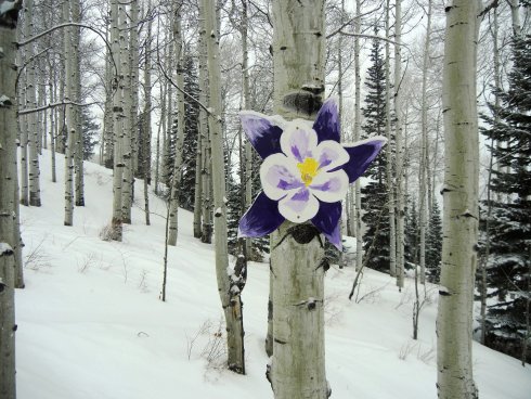 colorado trail (3).JPG