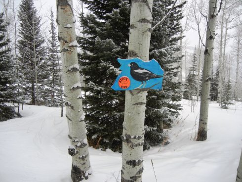 colorado trail (6).JPG